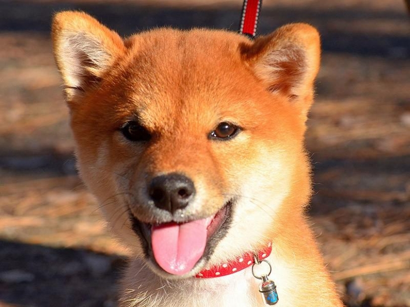 Wonderful dog breed Shiba inu Wonderful dog breed Shiba inu