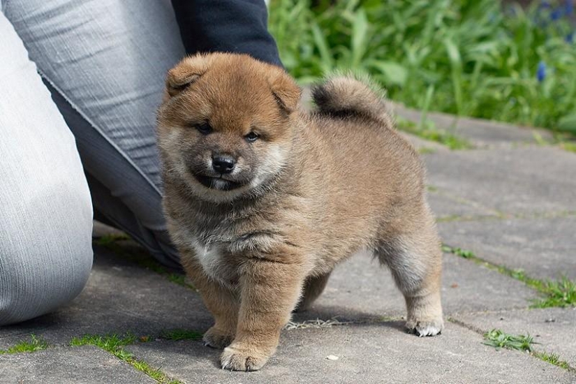 Wonderful dog breed Shiba inu Wonderful dog breed Shiba inu