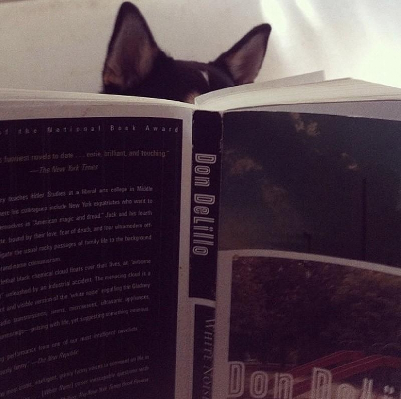 Wonderful dog breed Shiba inu Wonderful dog breed Shiba inu