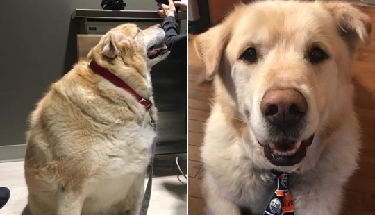 Wonderful story of the rescue fat Retriever named Kai