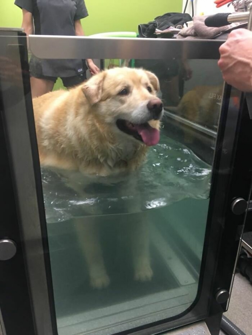 Wonderful story of the rescue fat Retriever named Kai