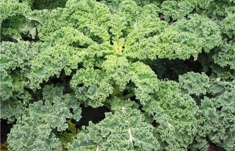 10 alimentos que te salvarán del insomnio