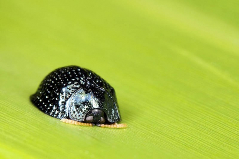 10 animal species named after celebrities