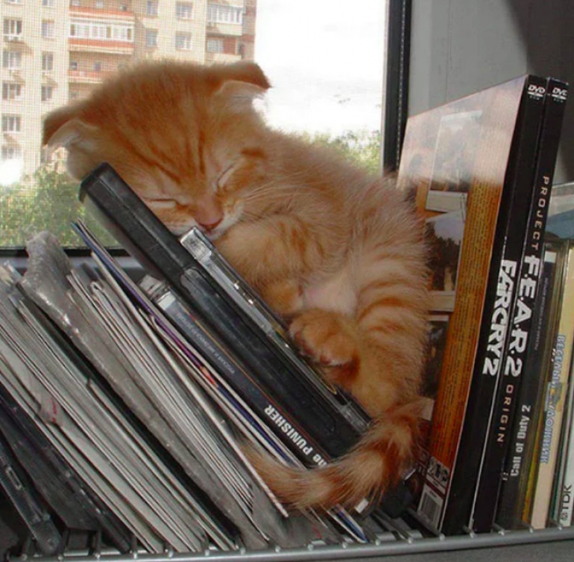 10 animales dormidos que nos llenan de vibraciones positivas 10 animales dormidos que nos llenan de vibraciones positivas