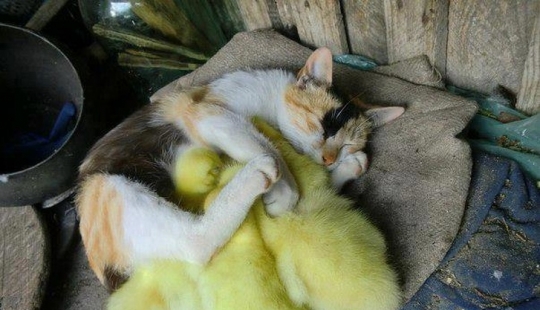 10 animales dormidos que nos llenan de vibraciones positivas