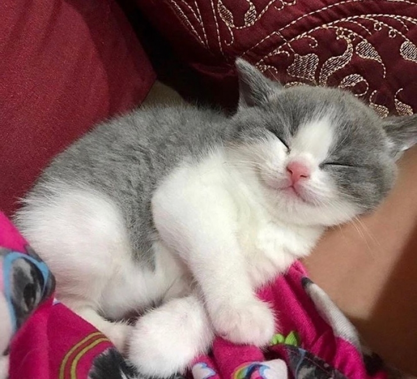 10 animales dormidos que nos llenan de vibraciones positivas 10 animales dormidos que nos llenan de vibraciones positivas