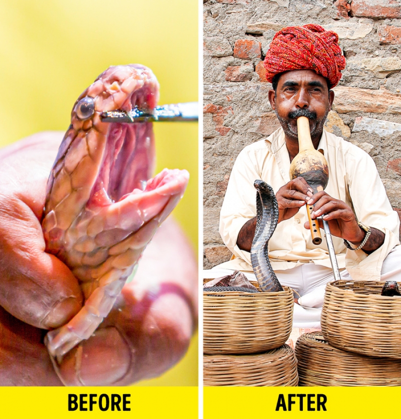 10 atracciones turísticas populares crueles con los animales