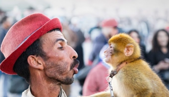 10 atracciones turísticas populares crueles con los animales