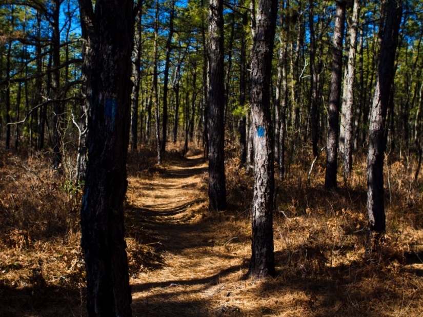 10 bosques más aterradores del mundo 10 bosques más aterradores del mundo