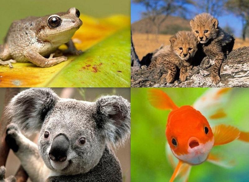 10 completely erroneous facts about animals 10 completely erroneous facts about animals
