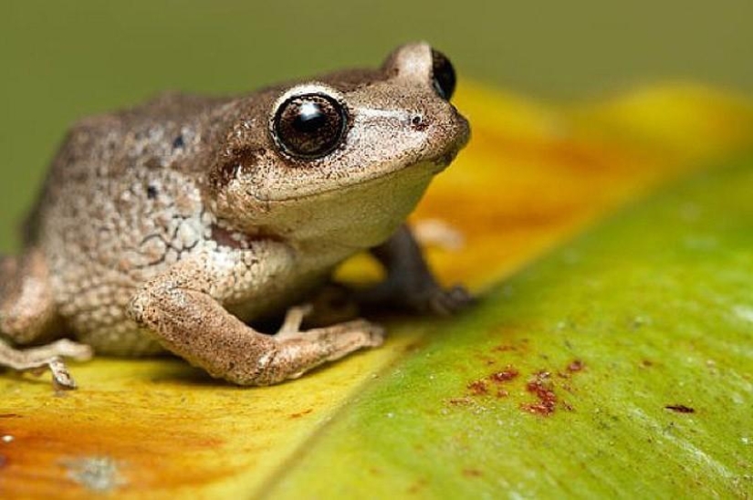 10 completely erroneous facts about animals 10 completely erroneous facts about animals