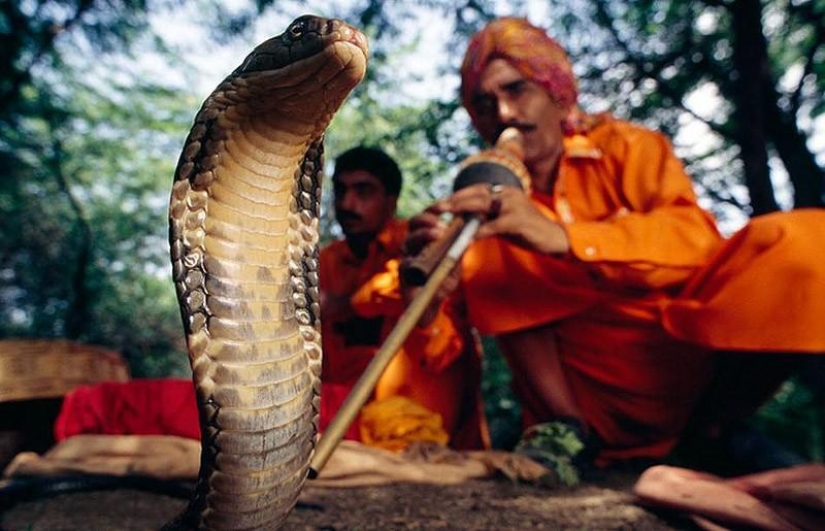 10 completely erroneous facts about animals 10 completely erroneous facts about animals