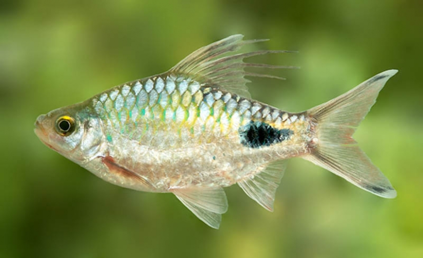 10 especies de animales con nombres de celebridades