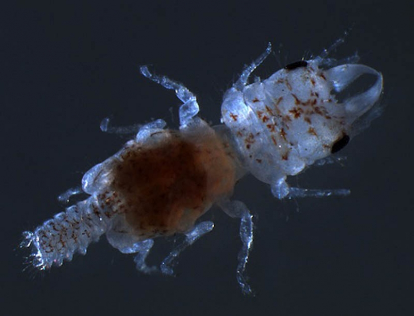 10 especies de animales con nombres de celebridades