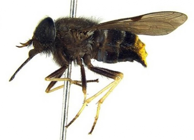 10 especies de animales con nombres de celebridades