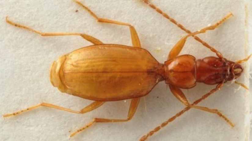 10 especies de animales con nombres de celebridades