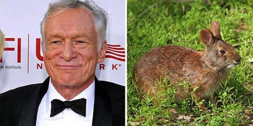 10 especies de animales con nombres de celebridades