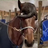 10 fluffy facts that prove cats can lie where they want