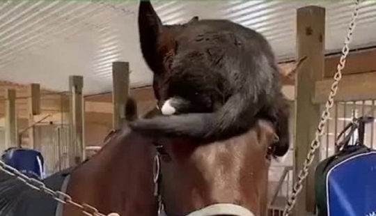 10 fluffy facts that prove cats can lie where they want