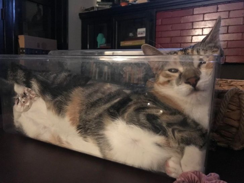 10 fluffy facts that prove cats can lie where they want