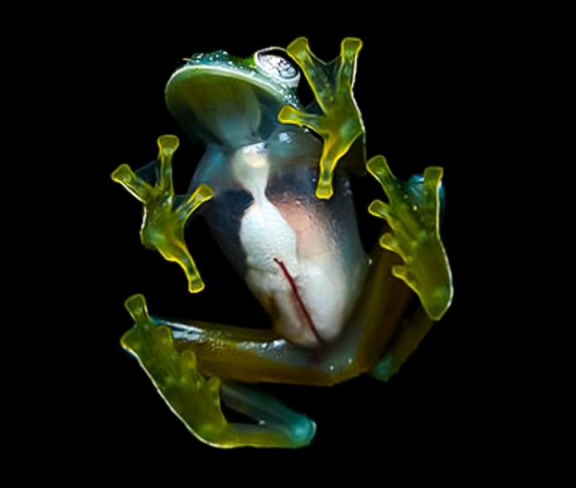 10 fotos que muestran lo que es más asombroso en la naturaleza de lo que podemos imaginar 10 fotos que muestran lo que es más asombroso en la naturaleza de lo que podemos imaginar