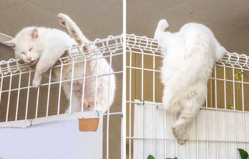 10 hechos esponjosos que demuestran que los gatos pueden estar donde quieran 10 hechos esponjosos que demuestran que los gatos pueden estar donde quieran