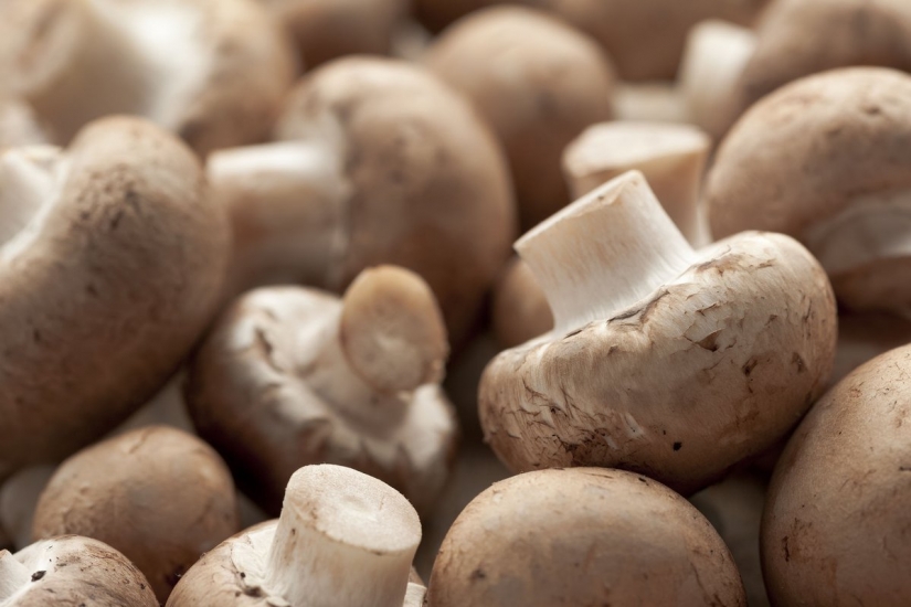 10 hongos más populares en Rusia 10 hongos más populares en Rusia