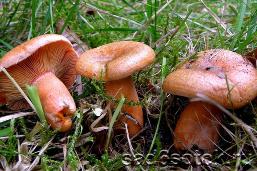 10 hongos más populares en Rusia 10 hongos más populares en Rusia