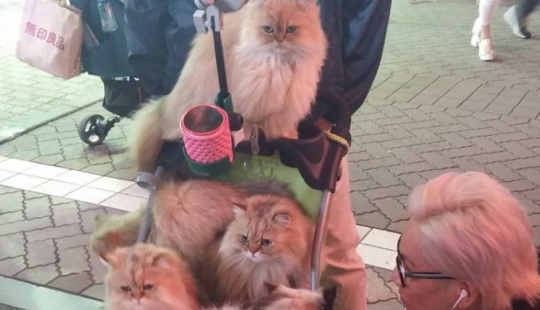 10 impresionantes fotos de Japón que los lugareños ni siquiera notarán 10 impresionantes fotos de Japón que los lugareños ni siquiera notarán