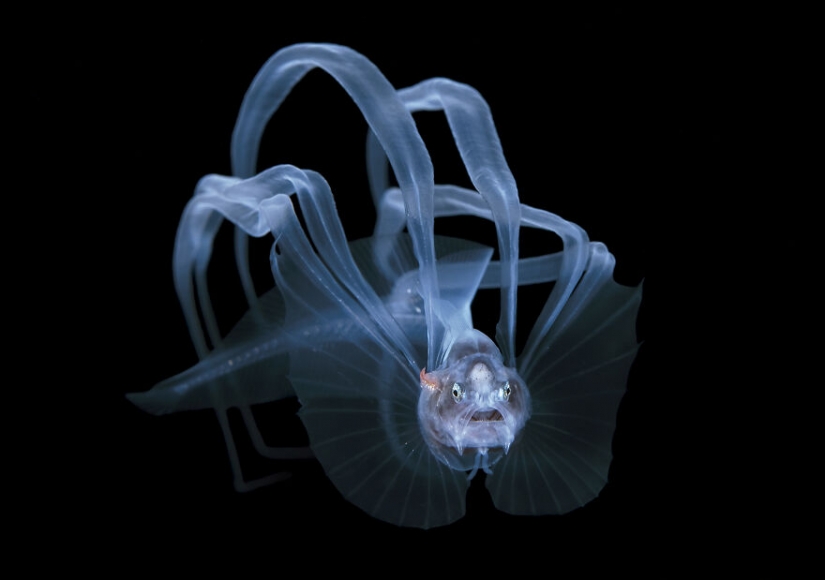 10 increíbles imágenes submarinas de los finalistas de los Ocean Photography Awards 2021 10 increíbles imágenes submarinas de los finalistas de los Ocean Photography Awards 2021