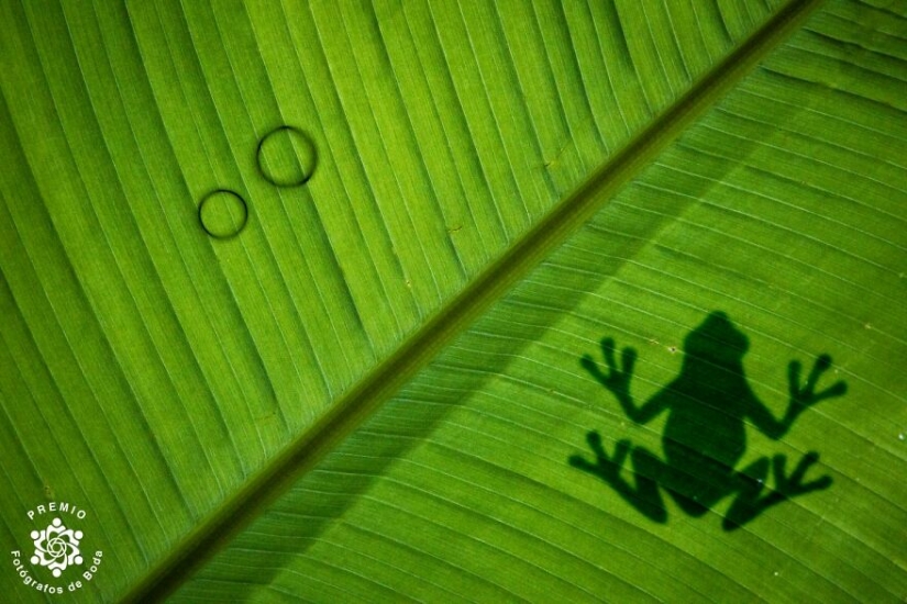 10 momentos de boda conmovedores seleccionados por los premios FdB