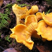 10 most popular mushrooms in Russia