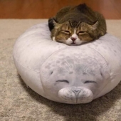 10 photos proving that living with cats is an adventure full of love and fun