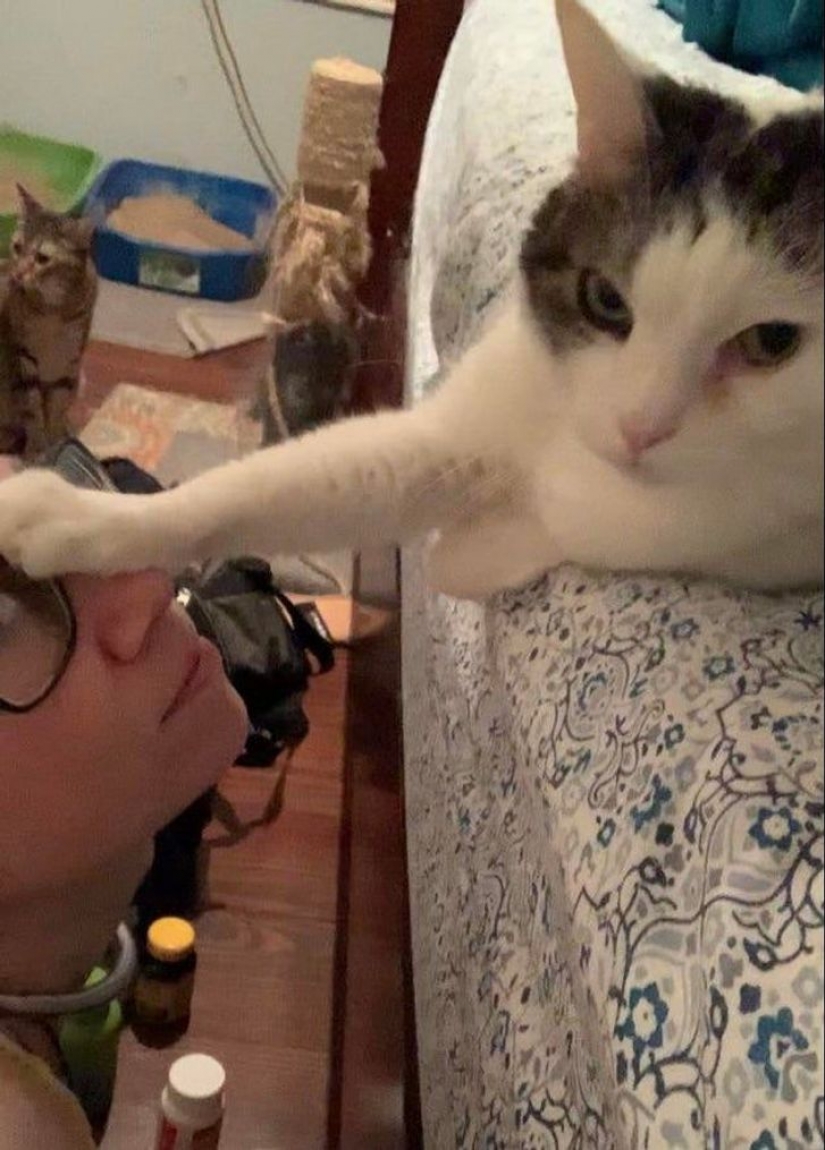 10 photos proving that living with cats is an adventure full of love and fun