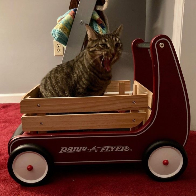 10 photos proving that living with cats is an adventure full of love and fun