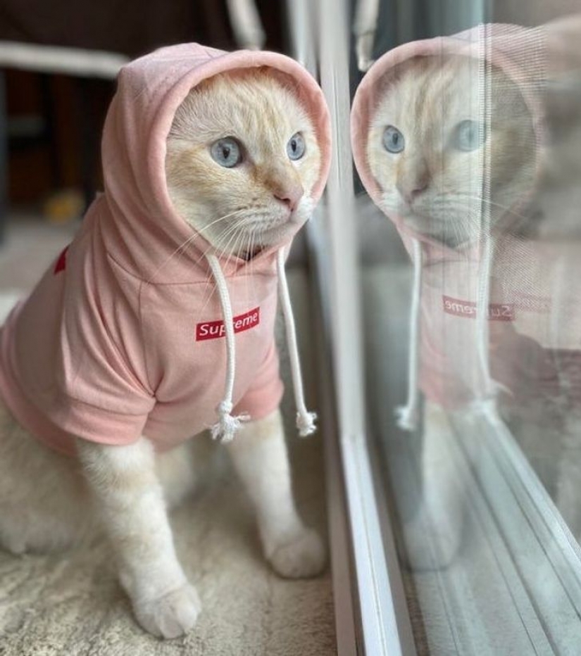 10 photos proving that living with cats is an adventure full of love and fun