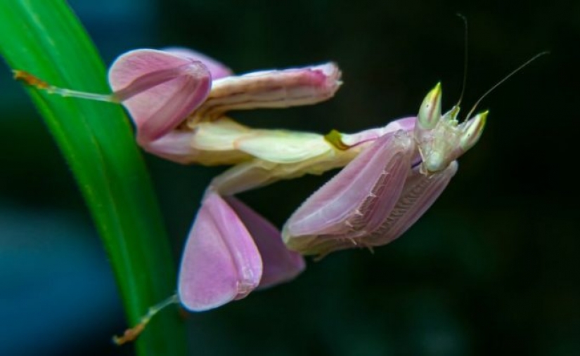 10 photos showing what is more amazing in nature than we can imagine