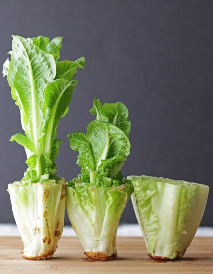 10 plantas que puedes cultivar en un vaso de agua