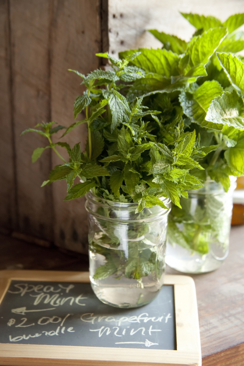 10 plants you can grow in a glass of water