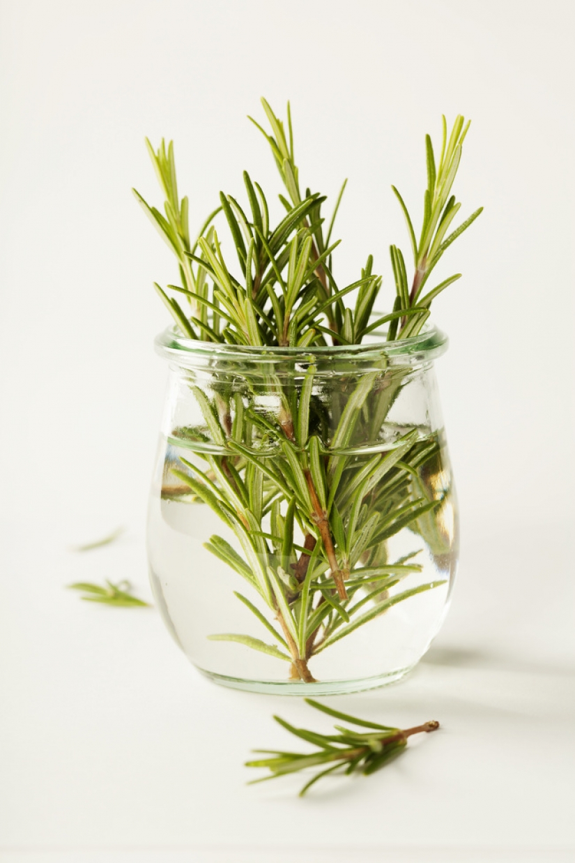 10 plants you can grow in a glass of water