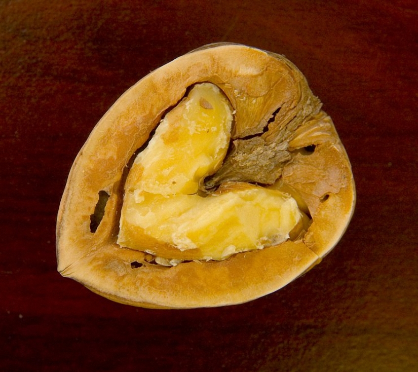 10 razones por las que deberías comer nueces 10 razones por las que deberías comer nueces