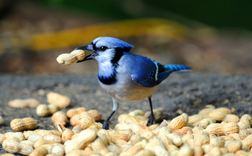 10 reasons why you should eat nuts 10 reasons why you should eat nuts