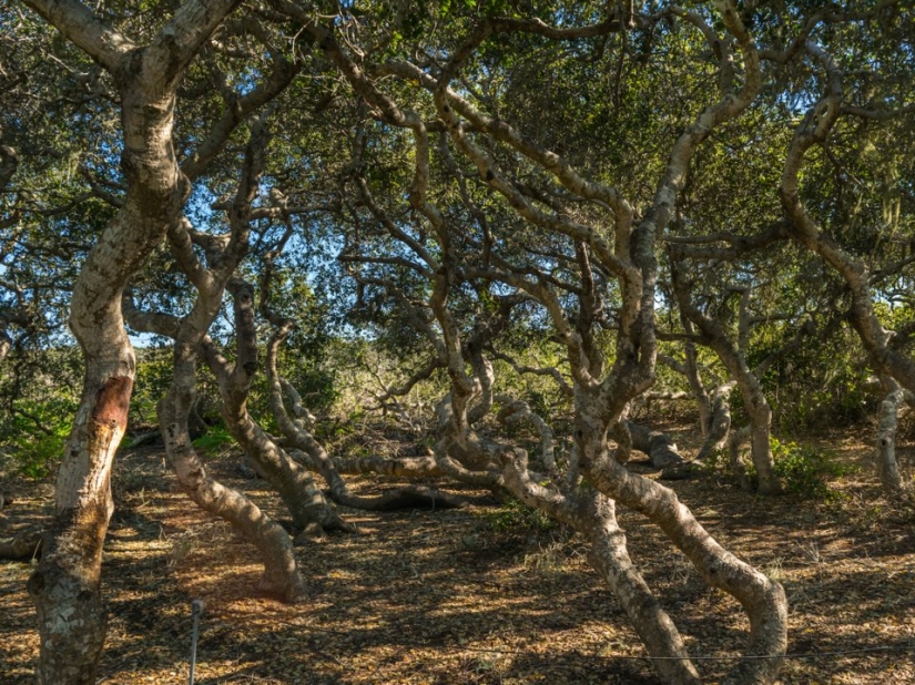 10 scariest forests around the world 10 scariest forests around the world