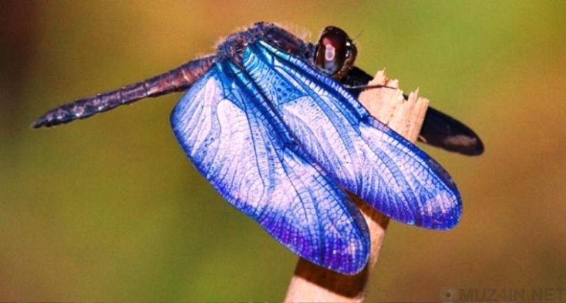 10 scientific discoveries that sound like fiction