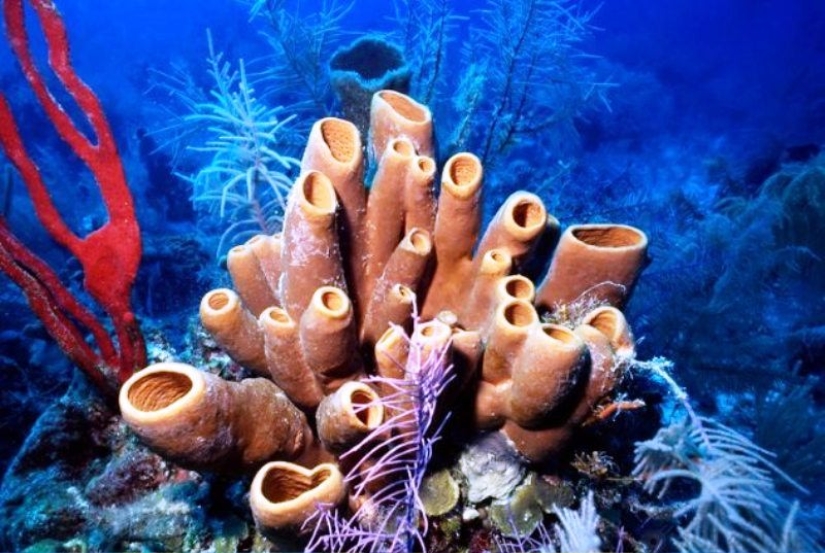 10 scientific discoveries that sound like fiction