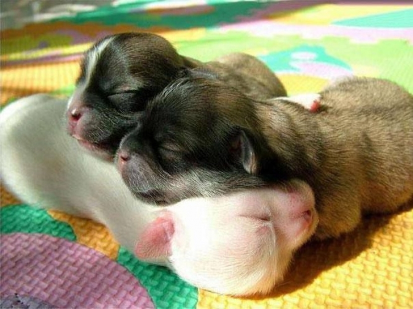 10 sleeping animals that fill us with positive vibes 10 sleeping animals that fill us with positive vibes