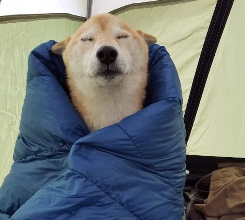 10 sleeping animals that fill us with positive vibes 10 sleeping animals that fill us with positive vibes