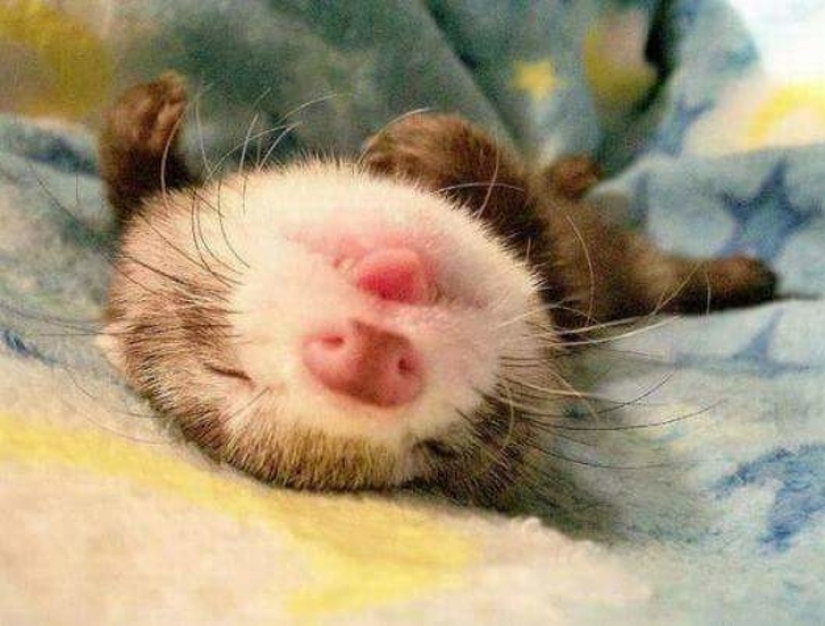10 sleeping animals that fill us with positive vibes 10 sleeping animals that fill us with positive vibes