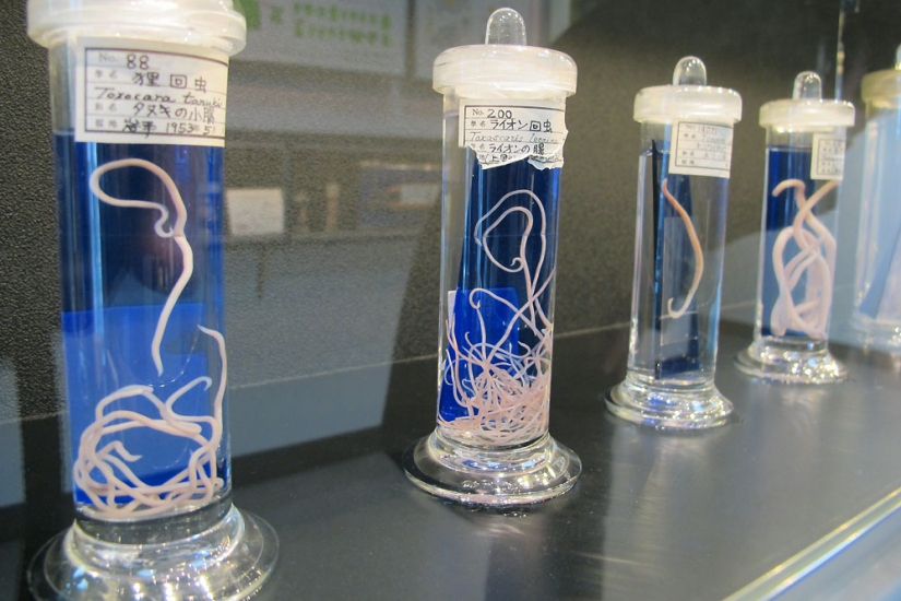 10 strangest museums in the world