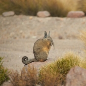 11 animals that nature designed in a hurry